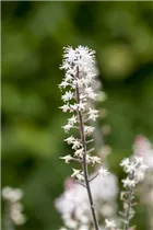  - Tiarella laciniata 'Spring Symphony'