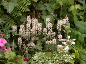  - Tiarella laciniata 'Spring Symphony'