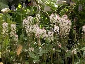  - Tiarella laciniata 'Spring Symphony'