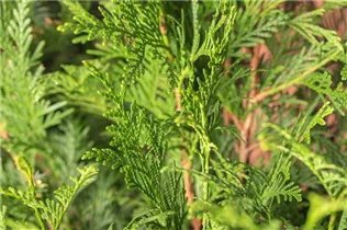  - Thuja plicata 'Atrovirens'