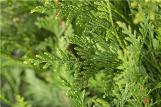  - Thuja plicata 'Atrovirens'
