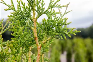  - Thuja plicata 'Excelsa'