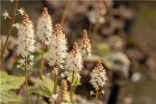  - Tiarella wherryi