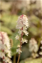  - Tiarella wherryi