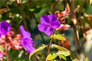  - Tibouchina urvilleana