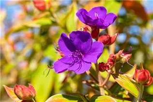  - Tibouchina urvilleana