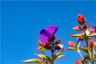  - Tibouchina urvilleana