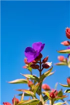  - Tibouchina urvilleana