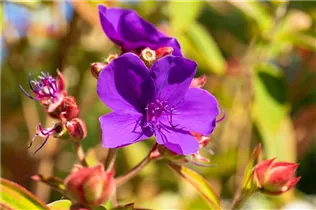  - Tibouchina urvilleana