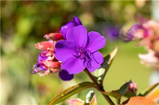  - Tibouchina urvilleana