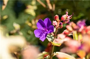 - Tibouchina urvilleana