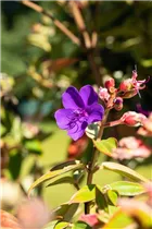  - Tibouchina urvilleana