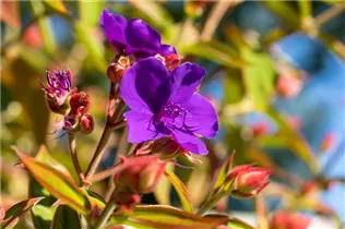  - Tibouchina urvilleana