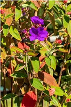  - Tibouchina urvilleana