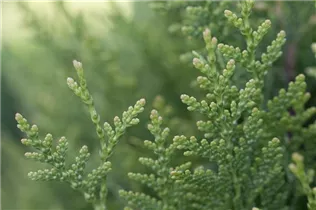  - Thuja plicata 'Little Boy'