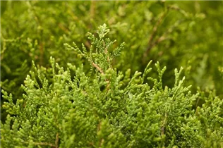  - Thuja plicata 'Little Boy'