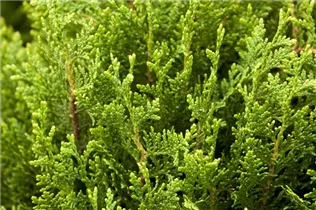  - Thuja plicata 'Little Boy'