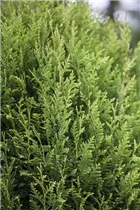  - Thuja plicata 'Little Boy'