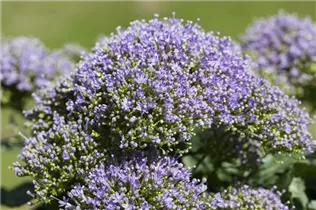 - Trachelium caeruleum  - Trachelium caeruleum