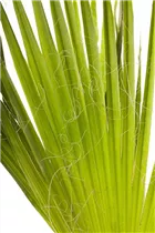 - Trachycarpus fortunei  - Trachycarpus fortunei