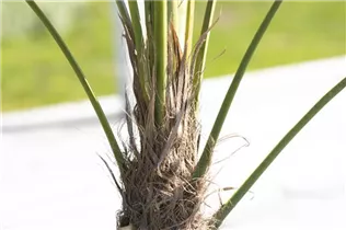 - Trachycarpus fortunei  - Trachycarpus fortunei