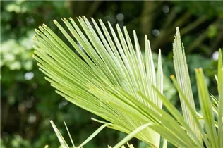 - Trachycarpus fortunei  - Trachycarpus fortunei