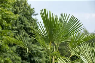 - Trachycarpus fortunei  - Trachycarpus fortunei