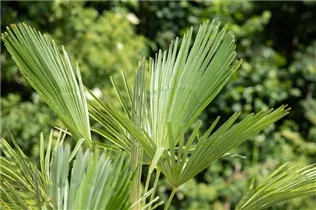 - Trachycarpus fortunei  - Trachycarpus fortunei