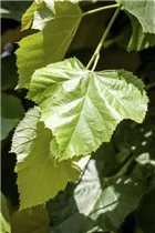  - Tilia tomentosa