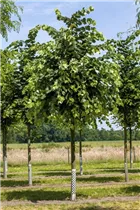 - Tilia tomentosa 'Silver Globe'  - Tilia tomentosa 'Silver Globe'