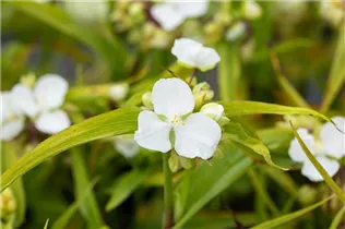  - Tradescantia andersoniana 'Innocence'