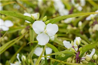  - Tradescantia andersoniana 'Innocence'