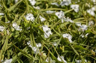  - Tradescantia andersoniana 'Innocence'