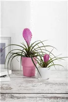  - Tillandsia cyanea