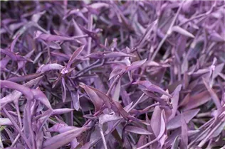 - Tradescantia pallida  - Tradescantia pallida