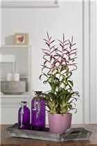 - Tillandsia leiboldiana  - Tillandsia leiboldiana