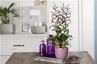 - Tillandsia leiboldiana  - Tillandsia leiboldiana