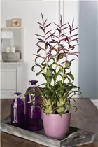 - Tillandsia leiboldiana  - Tillandsia leiboldiana