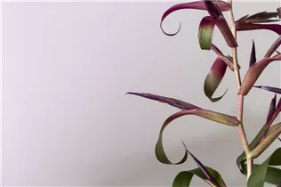 - Tillandsia leiboldiana  - Tillandsia leiboldiana