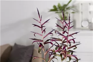 - Tillandsia leiboldiana  - Tillandsia leiboldiana