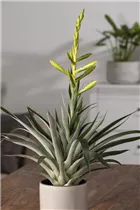 - Tillandsia oerstediana  - Tillandsia oerstediana