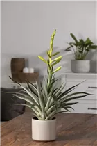 - Tillandsia oerstediana  - Tillandsia oerstediana