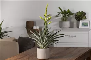 - Tillandsia oerstediana  - Tillandsia oerstediana