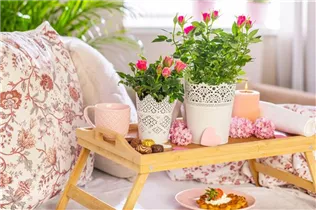 - Topfrose  - Topfrose