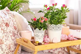 - Topfrose  - Topfrose