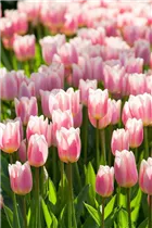  - Tulipa 'Apricot Delight'