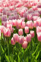  - Tulipa 'Apricot Delight'