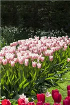  - Tulipa 'Apricot Delight'