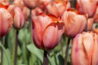  - Tulipa 'Apricot Impression'