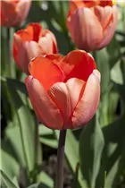  - Tulipa 'Apricot Impression'